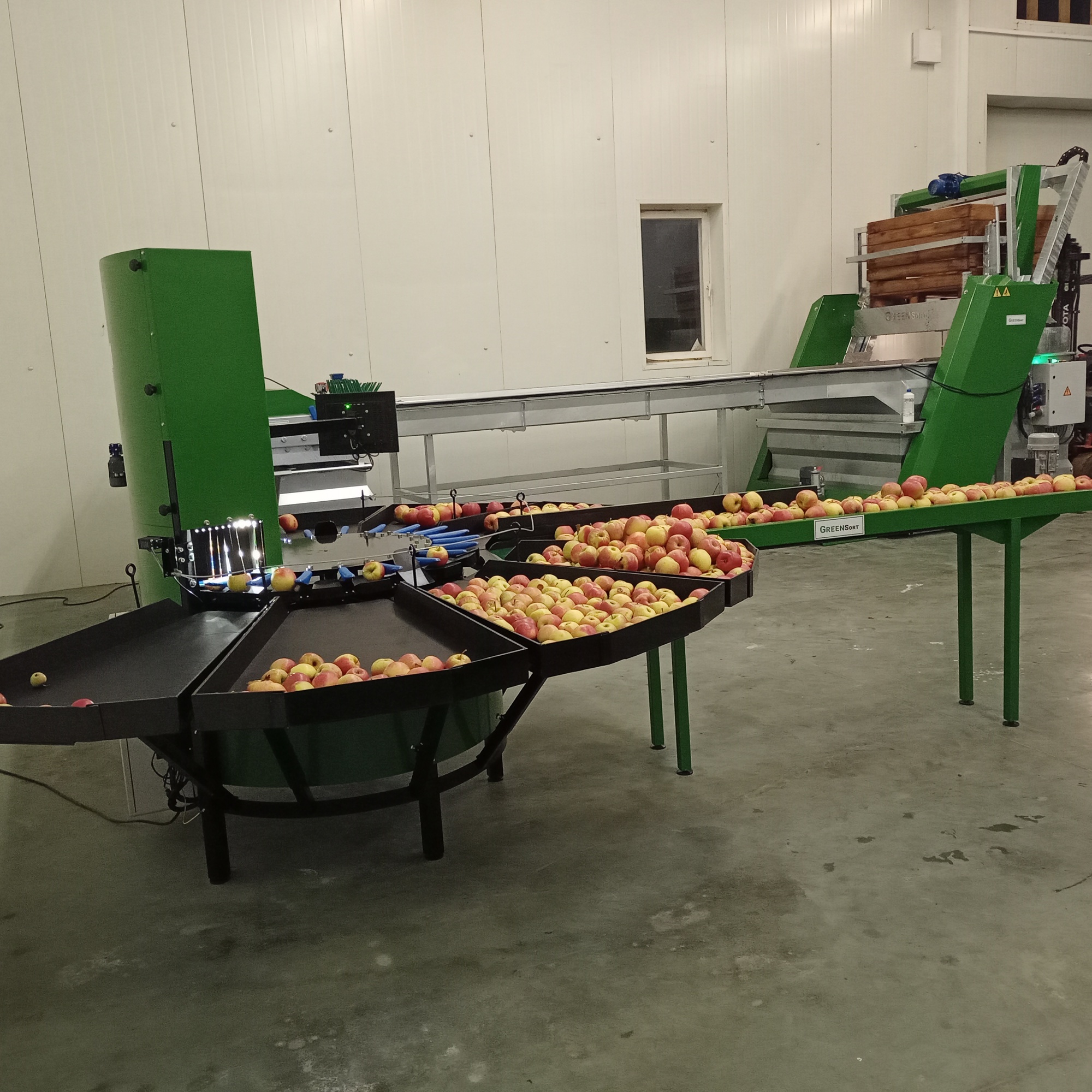 Stoły odbiorcze z jabłkami przy sortownicy do jabłek Green Sort