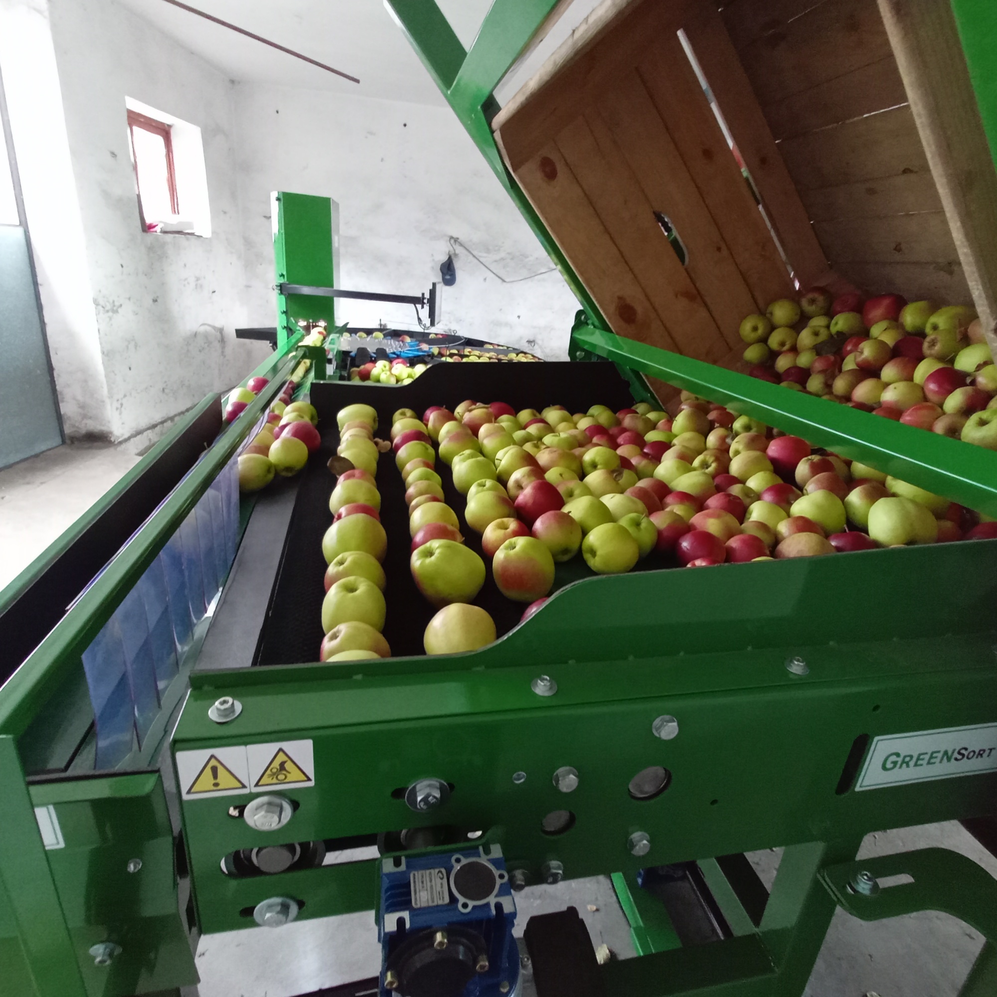 Jabłka na przenośniku transportowym przed dalszą częścią sortownicy