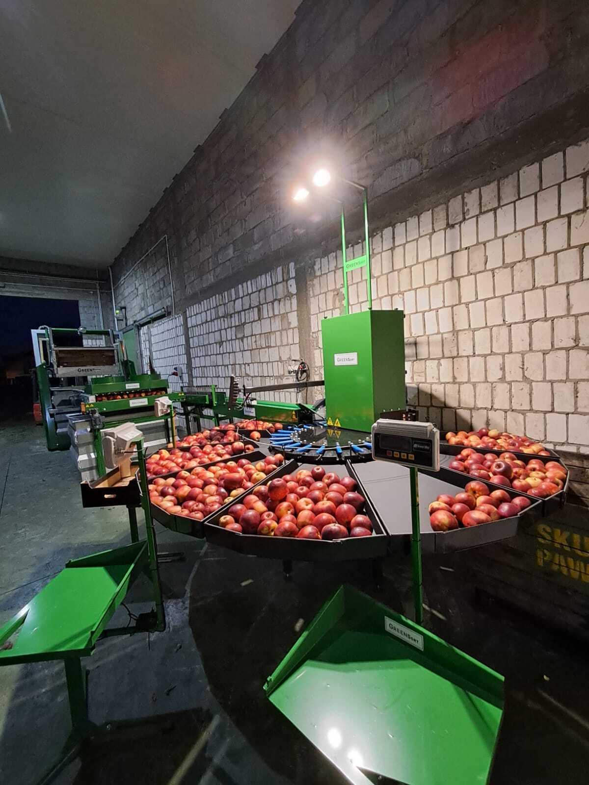 Stoły odbiorczy z jabłkami przy linii sortowania owoców w hali produkcyjnej