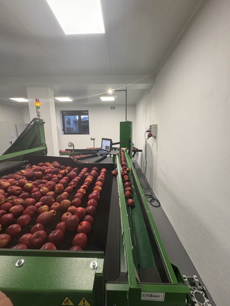 Przenośnik z jabłkami prowadzący owoce do sortownicy Green Sort