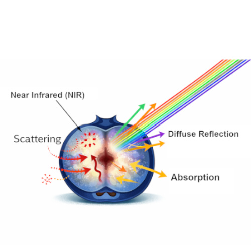 NIR Technology – How Light Interacts Inside a Blueberry