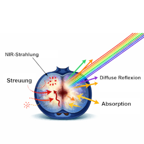 Diagramm der NIR-Strahlung in einer Blaubeere mit Darstellung von Streuung, Absorption und diffuser Reflexion