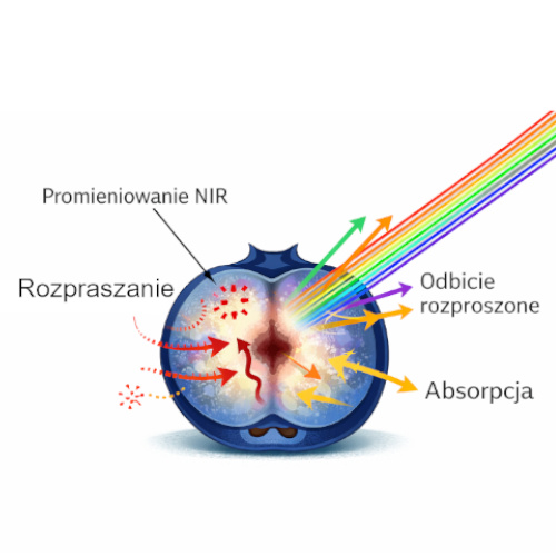 Technologia NIR – absorpcja i odbicie światła w borówce