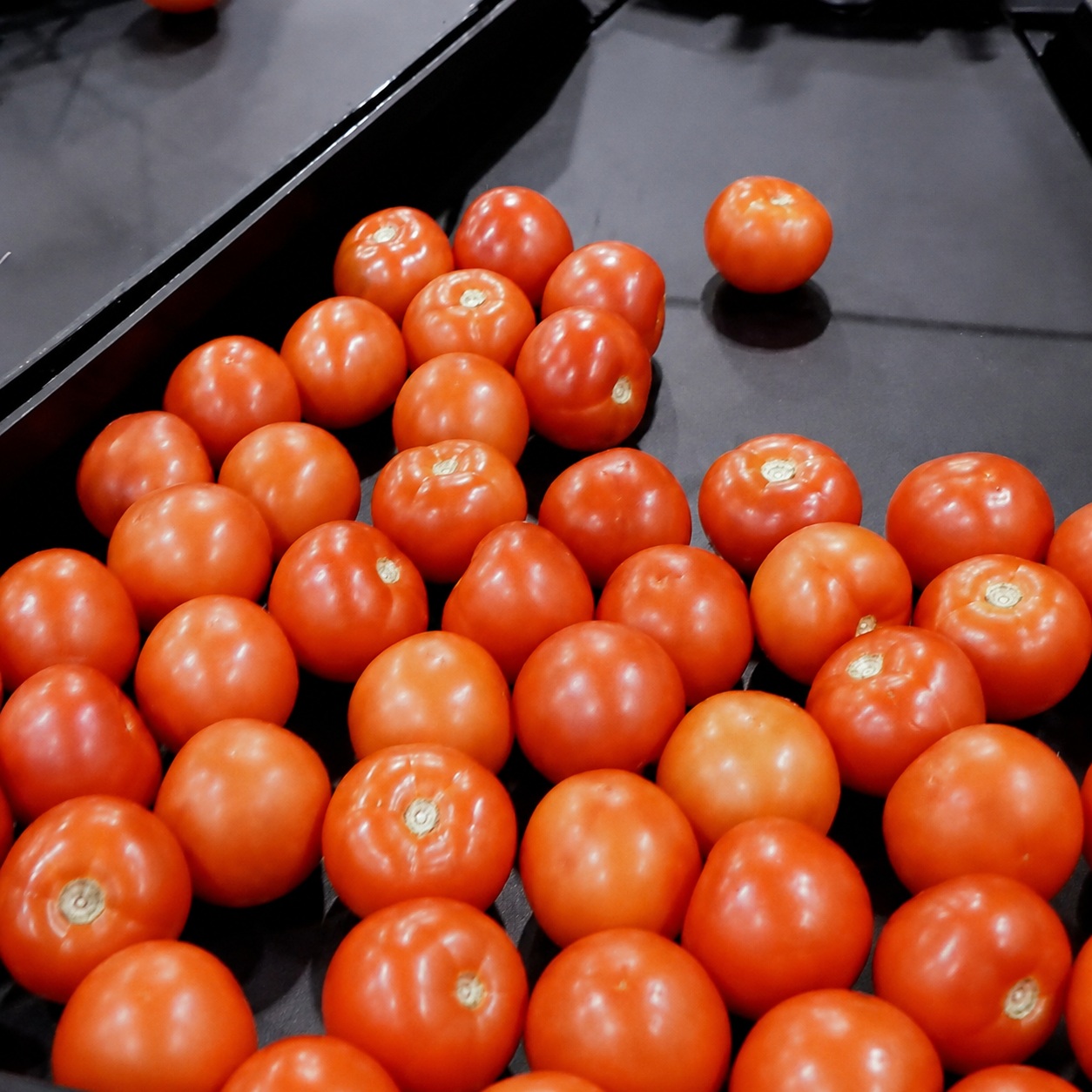 Pomodori su un vassoio nero di una selezionatrice ottica